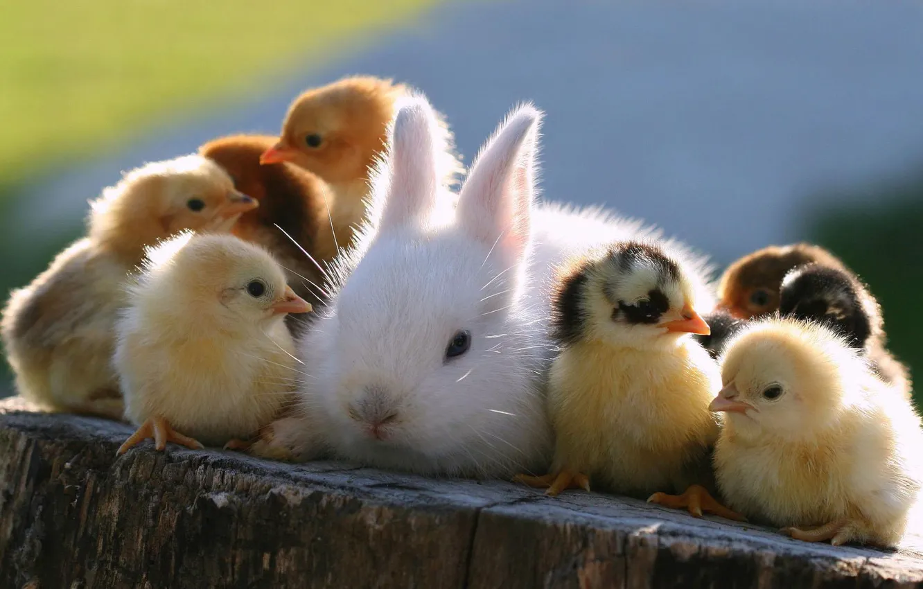 Photo wallpaper animals, chickens, rabbit, Easter