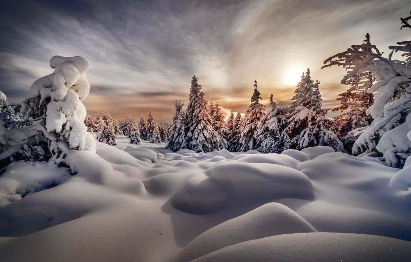 Photo wallpaper winter, forest, the sun, clouds, light, snow, in the snow, ate