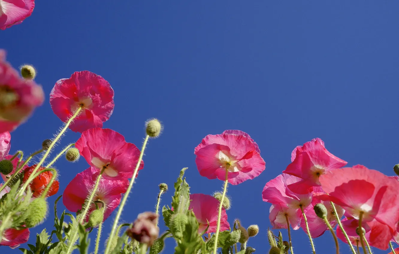 Photo wallpaper the sky, macro, Maki, petals, stem