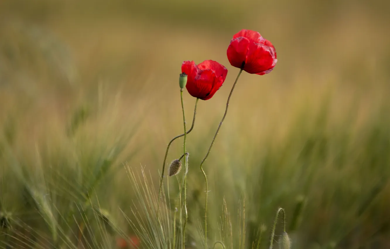 Photo wallpaper field, grass, nature, Maki, petals, meadow