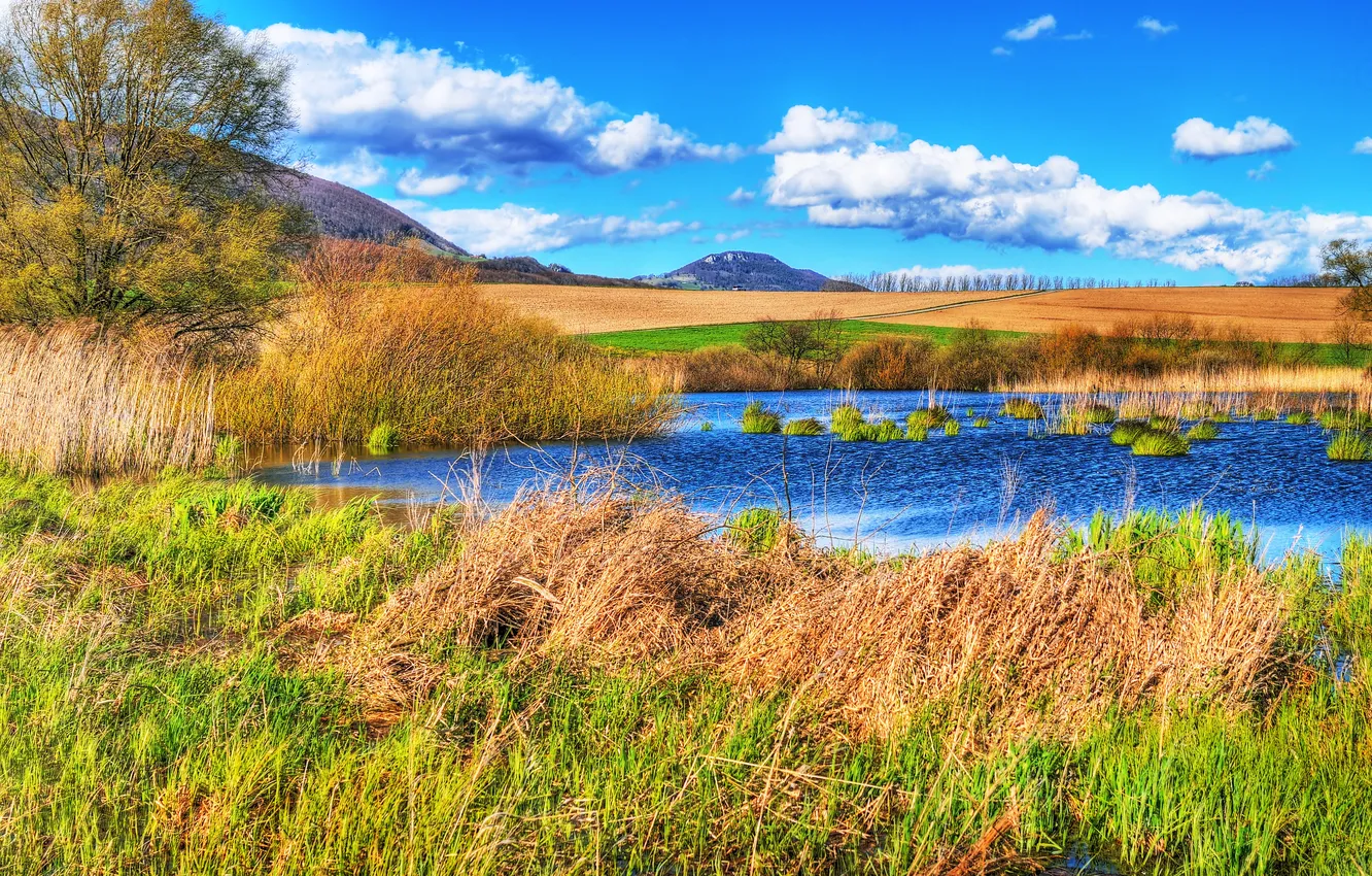 Photo wallpaper field, the sky, trees, lake