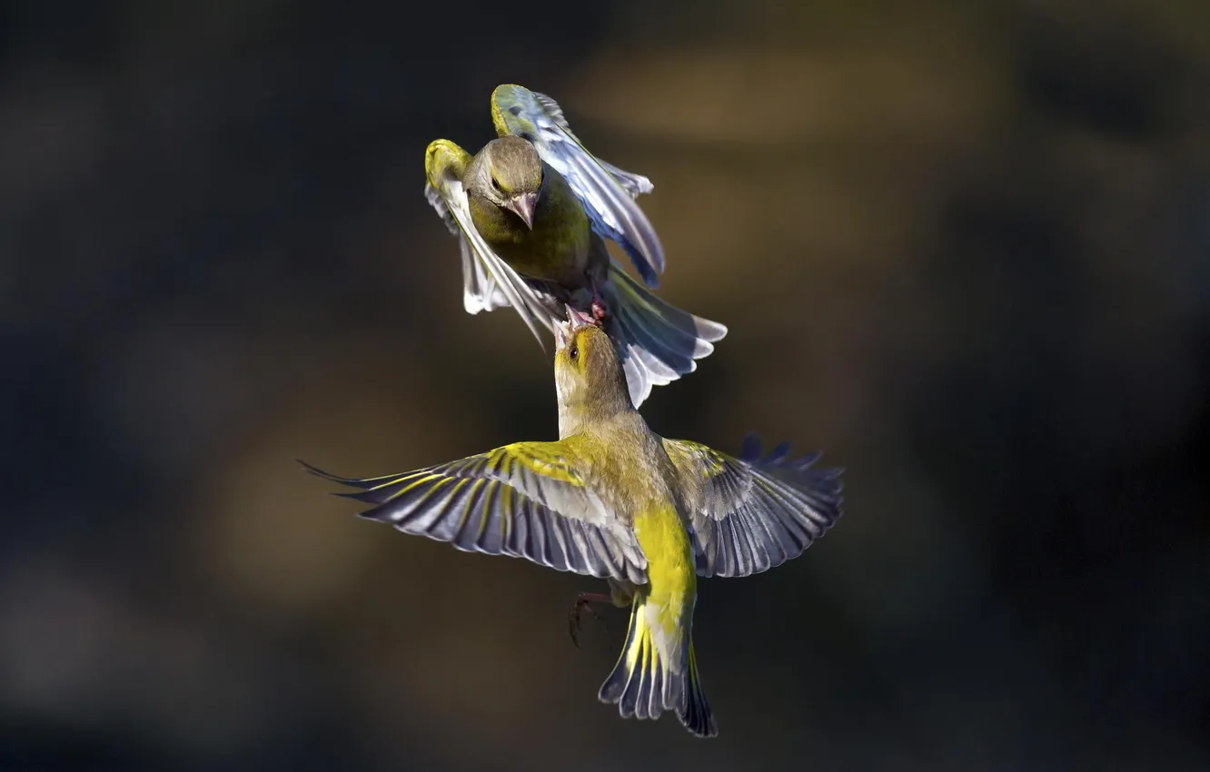 Photo wallpaper flight, nature, bird, wings, color, fighting