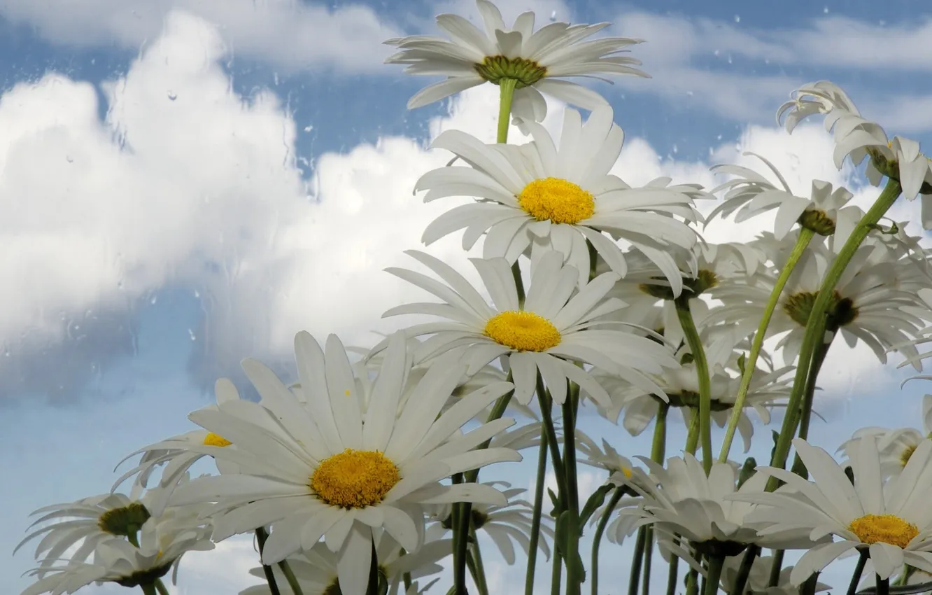 Photo wallpaper the sky, glass, clouds, chamomile, petals, window