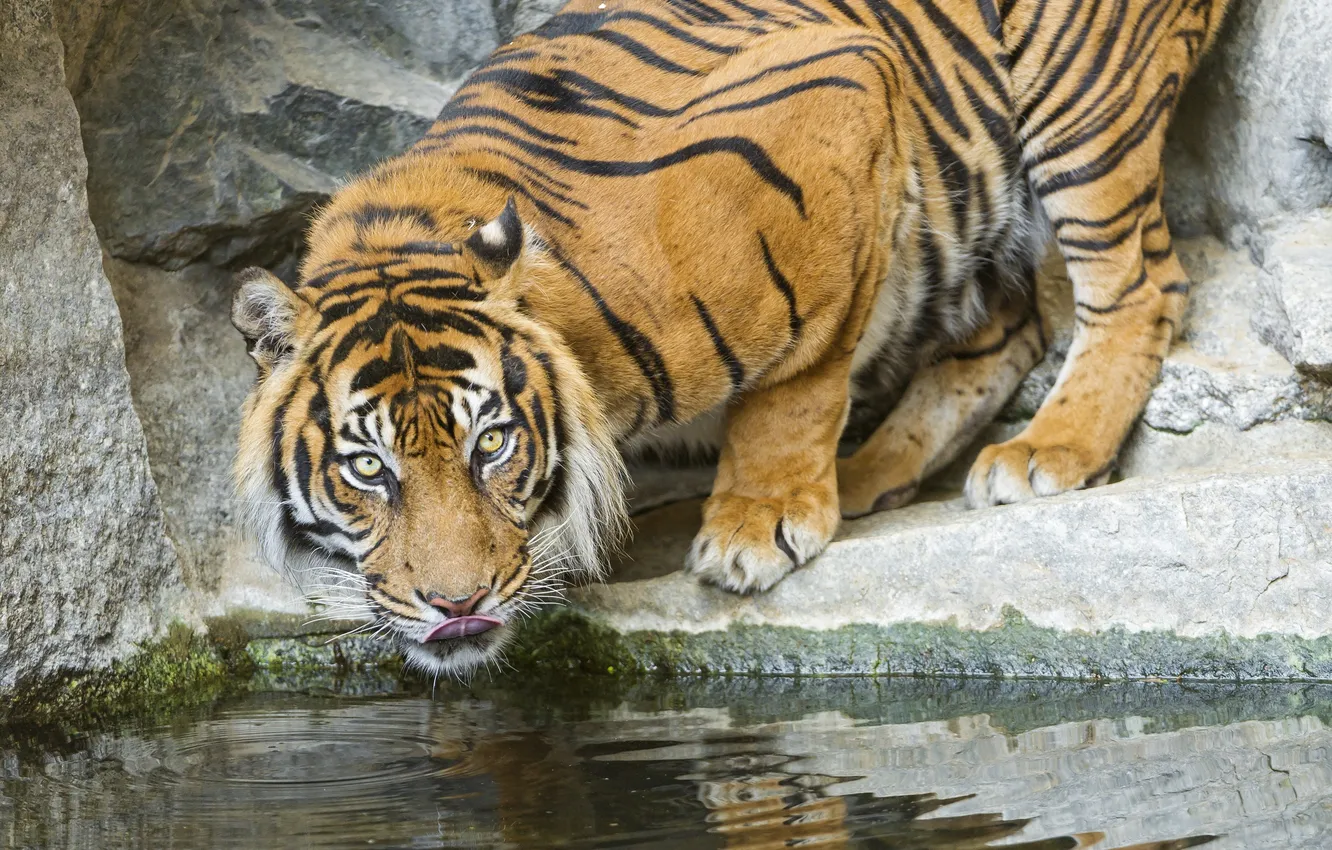 Photo wallpaper language, face, tiger, predator, drink, wild cat
