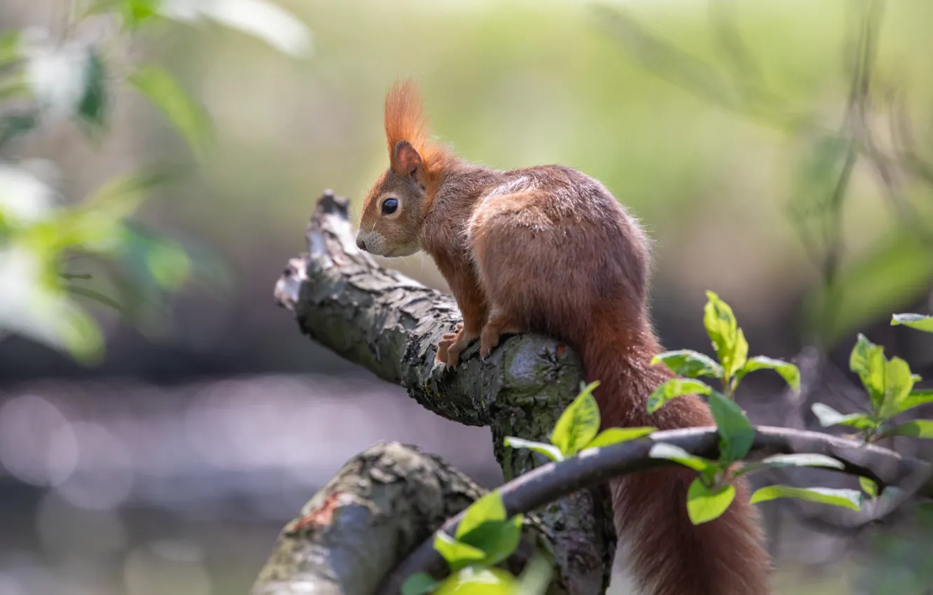 Photo wallpaper nature, branch, protein, rodent