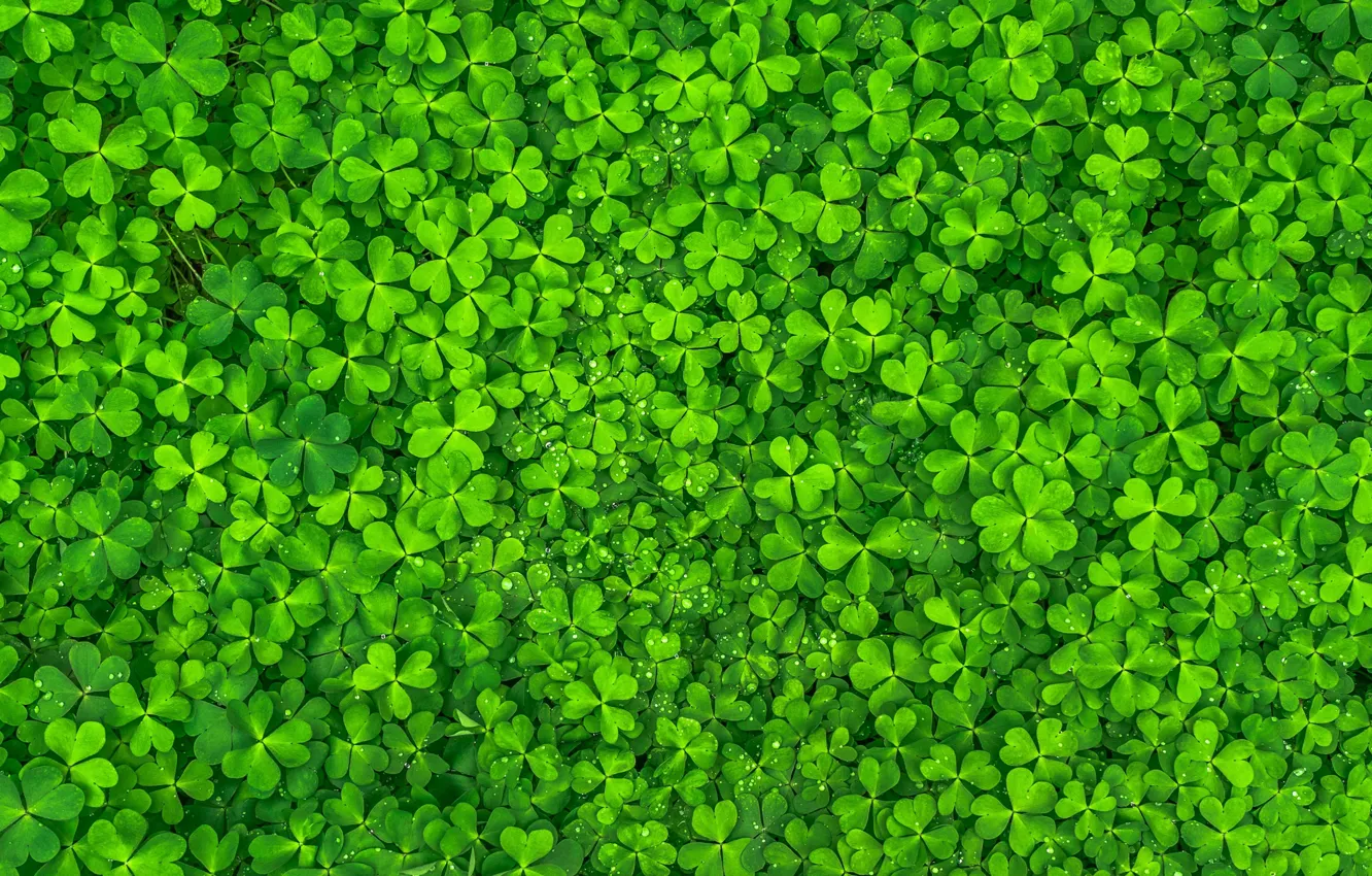 Photo wallpaper Green, Leaves, Clovers