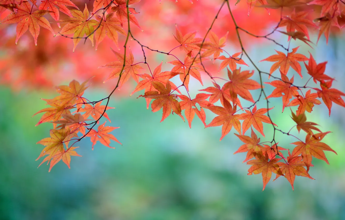 Photo wallpaper leaves, trees, branches, red, maple, Japanese