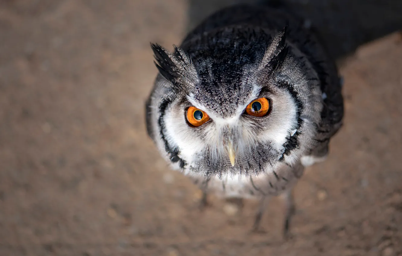 Photo wallpaper eyes, look, light, nature, grey, background, owl, bird