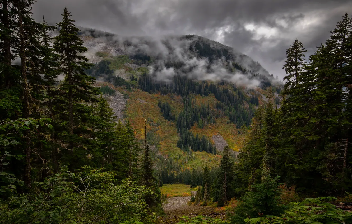 Photo wallpaper forest, mountains, fog, ate, slope