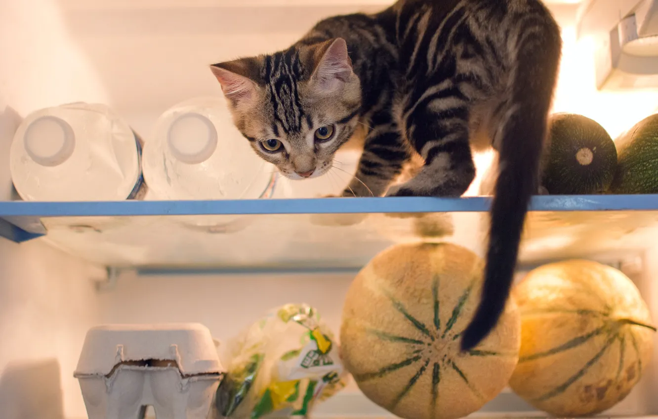 Photo wallpaper cat, refrigerator, kitty, products, prankster