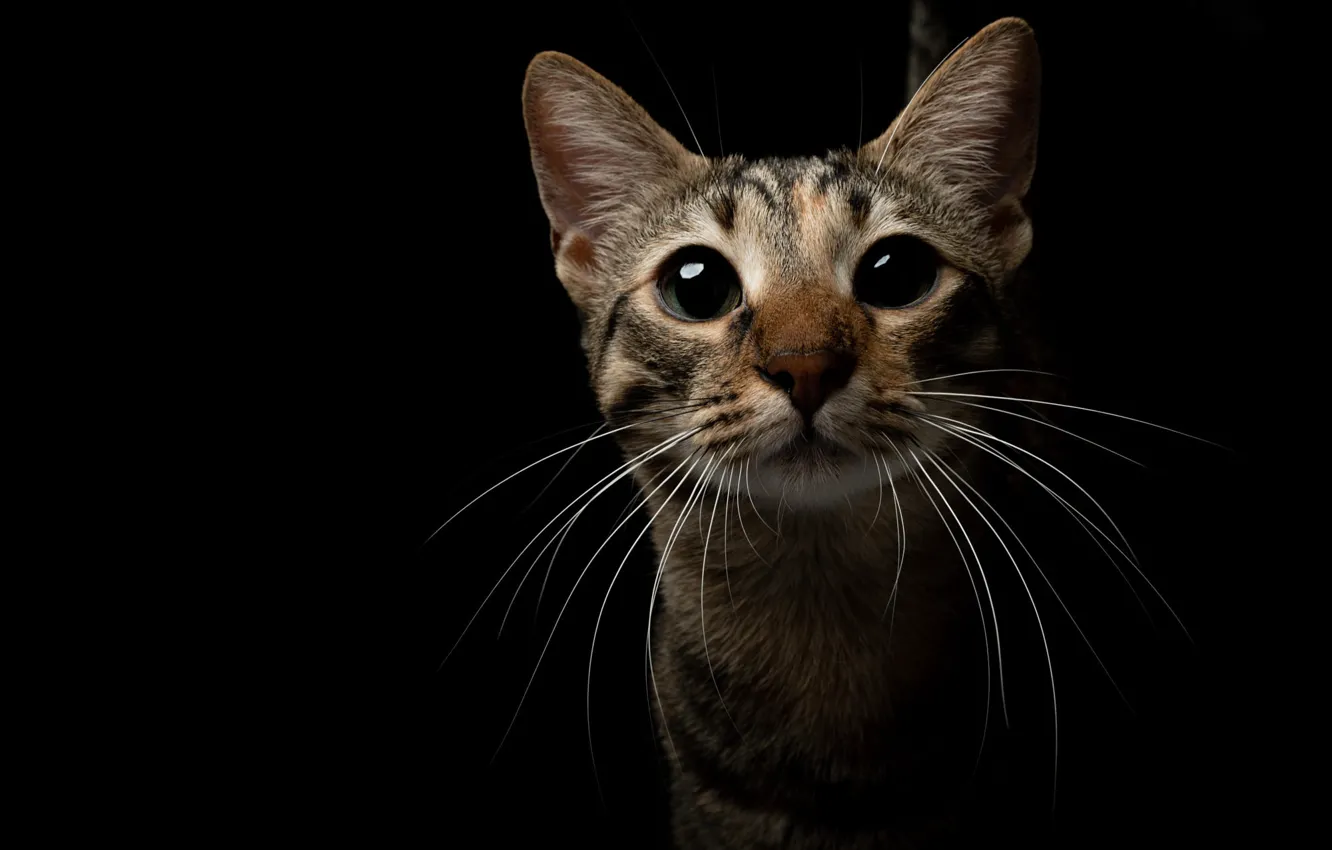 Photo wallpaper cat, cat, look, face, portrait, black background