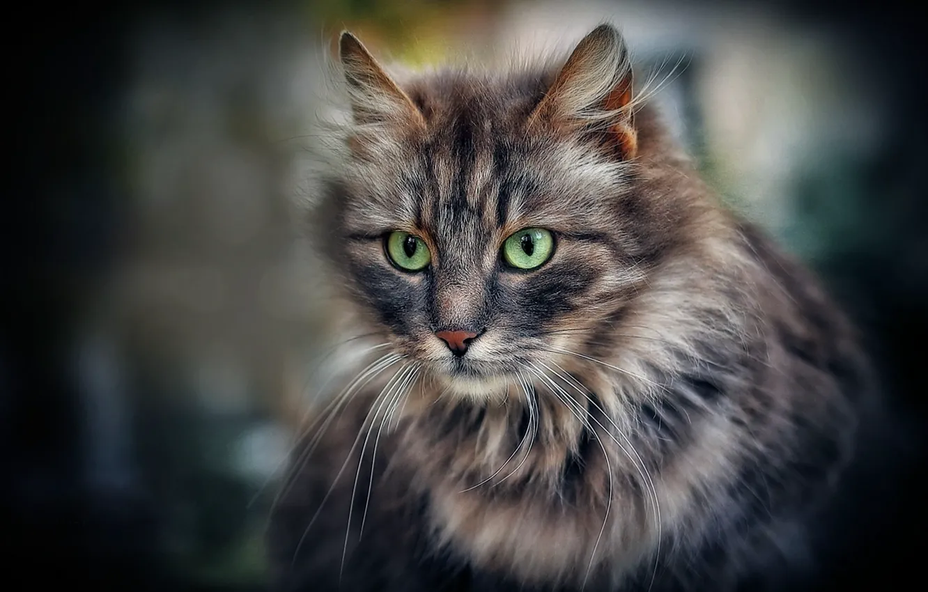 Photo wallpaper cat, look, portrait, fluffy, muzzle, green eyes, cat
