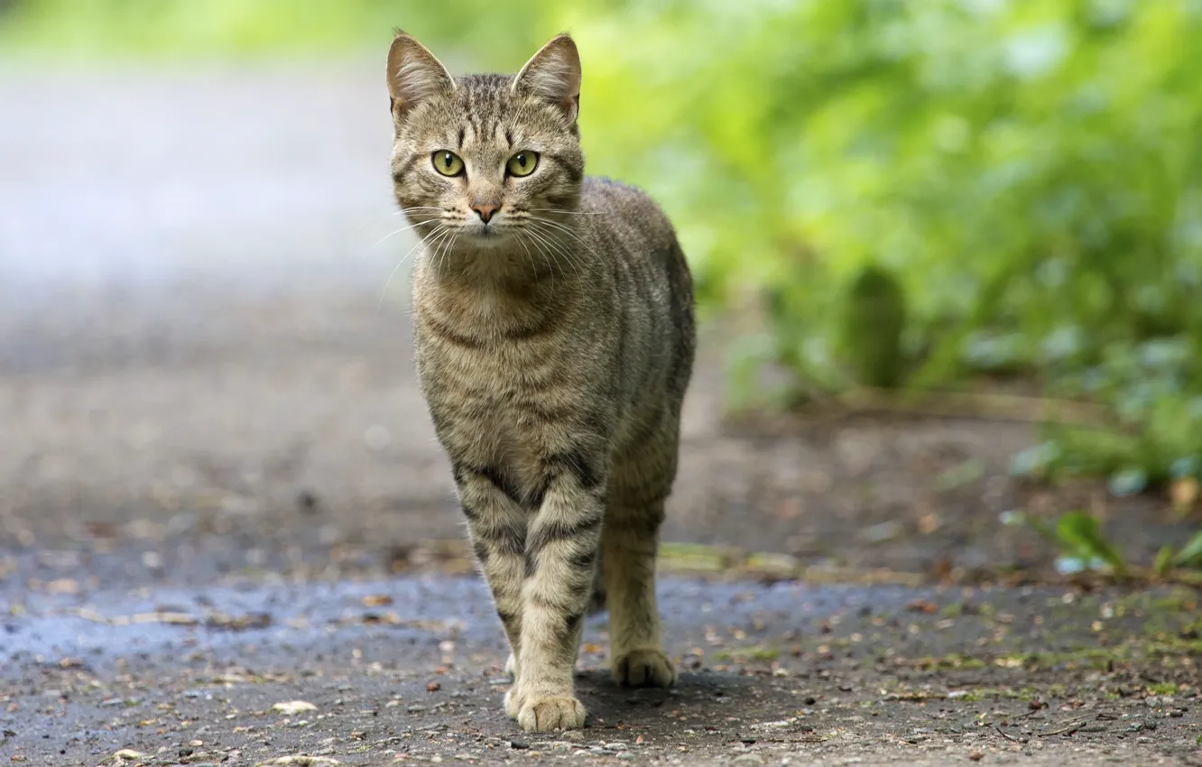 Photo wallpaper eyes, cat, green, striped, looks, baleen, staring