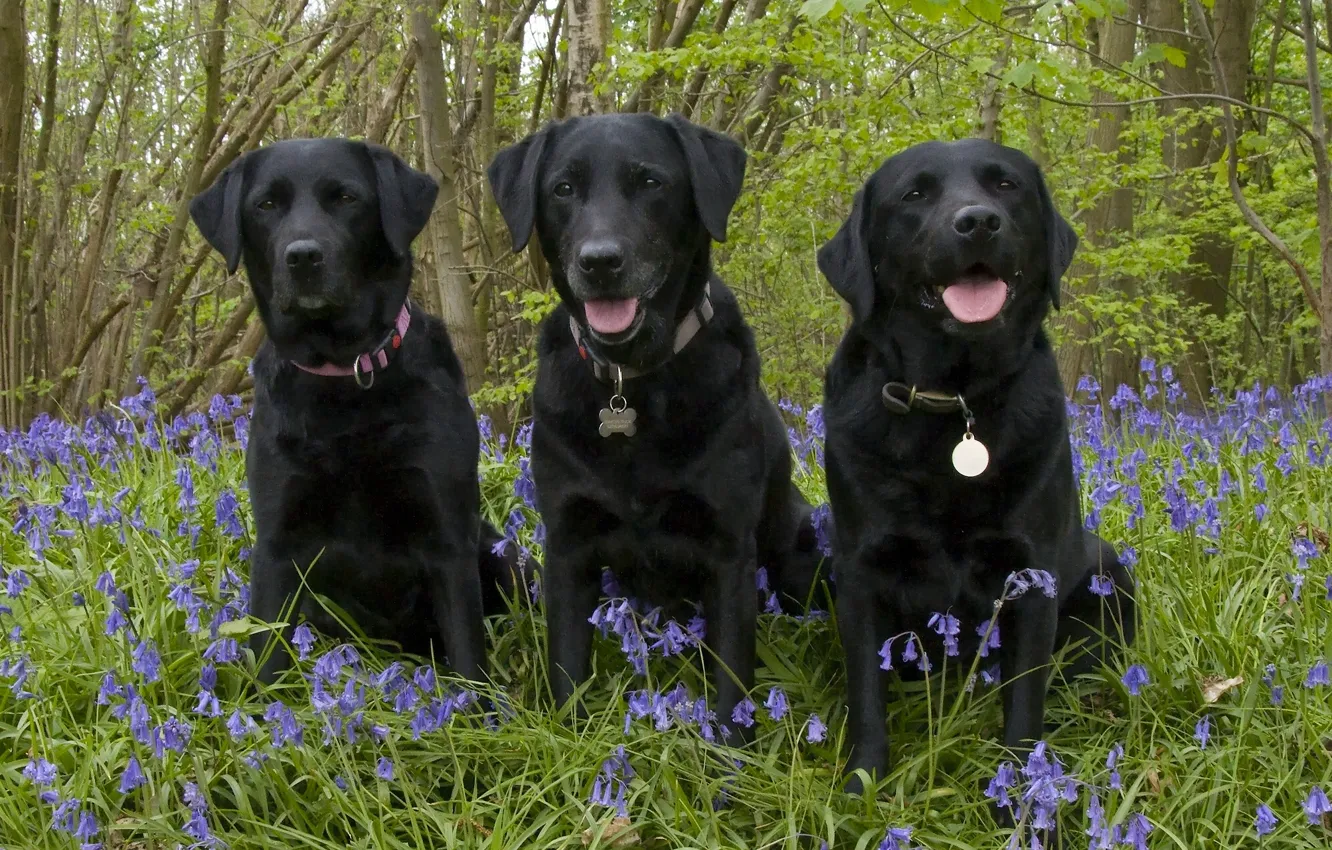 Photo wallpaper forest, flowers, dog, bells, trio, Trinity, Labrador Retriever