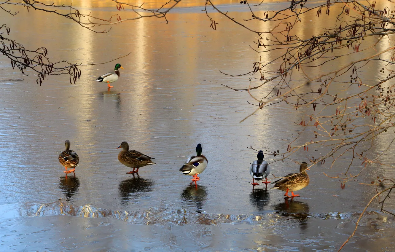 Photo wallpaper ice, bird, water, park, lake, duck