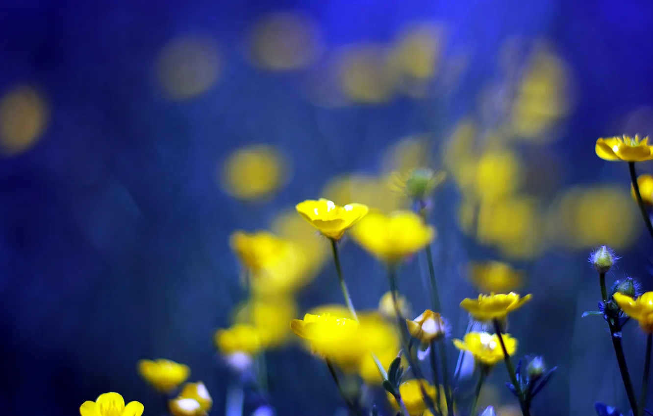 Photo wallpaper flowers, blue, background, yellow, yellow, blue, flowers, background