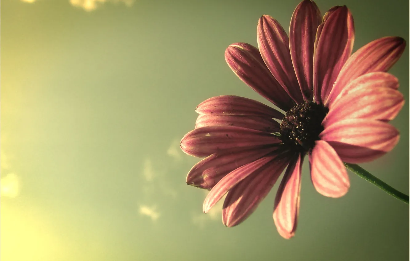 Photo wallpaper flower, the sky, macro, rays, light, plant, petals, flower