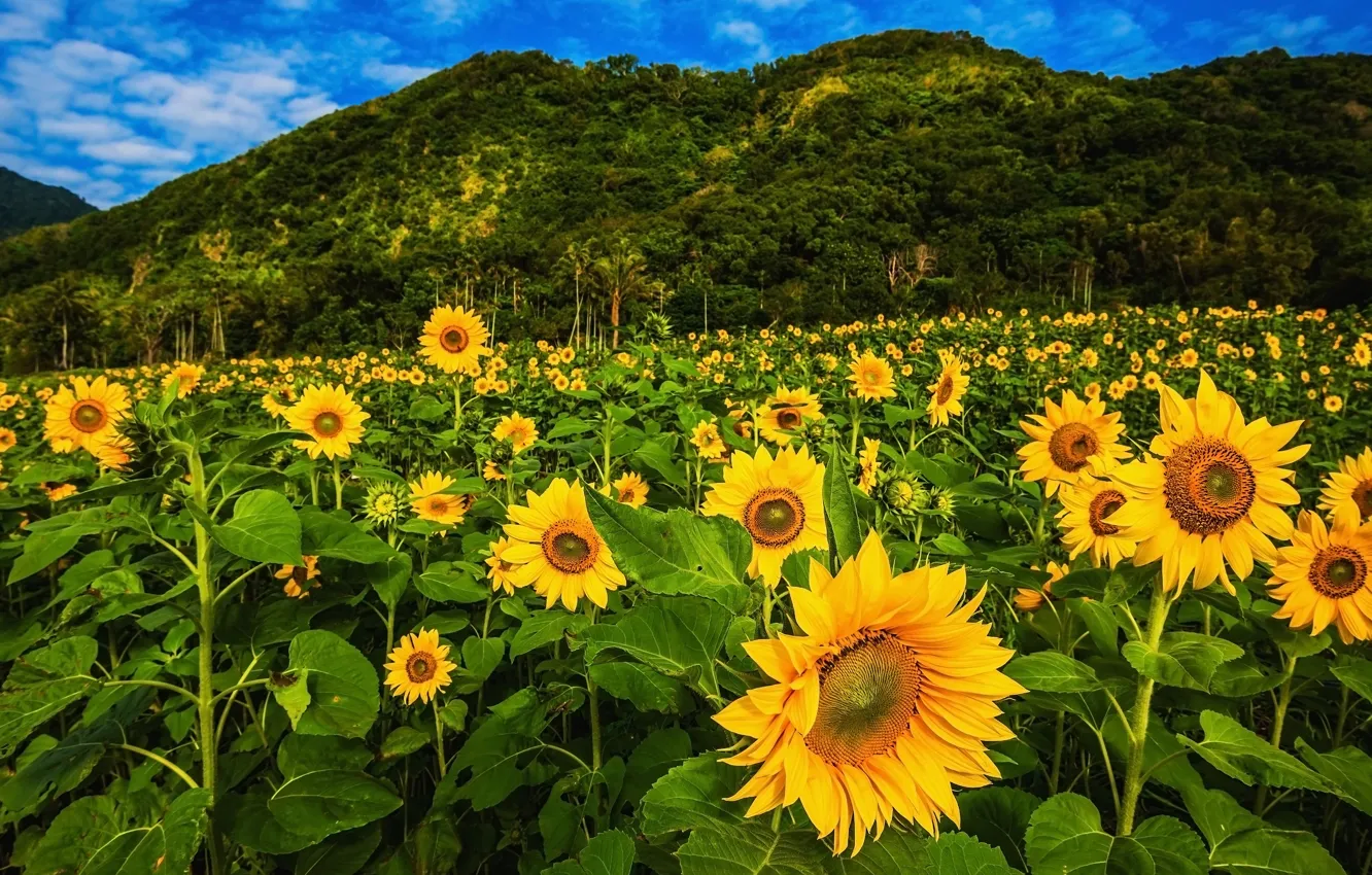 Photo wallpaper greens, field, forest, summer, the sky, leaves, clouds, trees