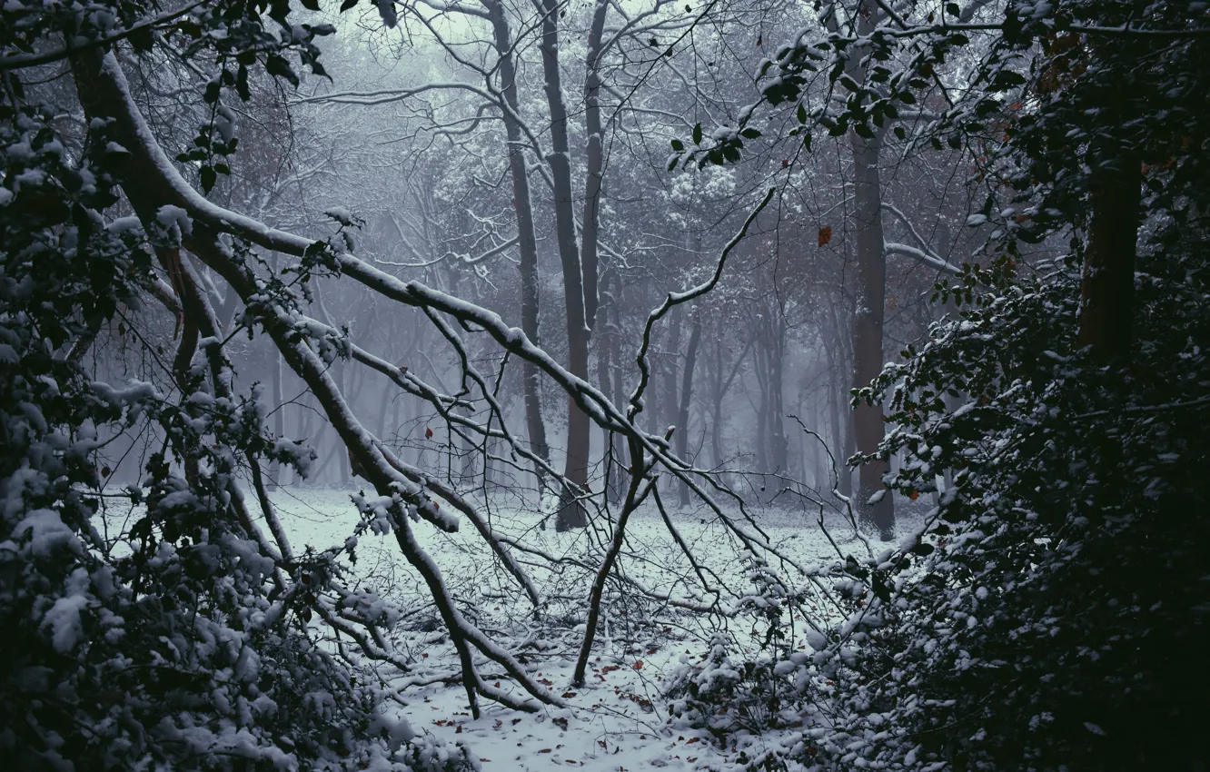 Photo wallpaper winter, forest, snow, trees, nature, fog, UK, Nottinghamshire