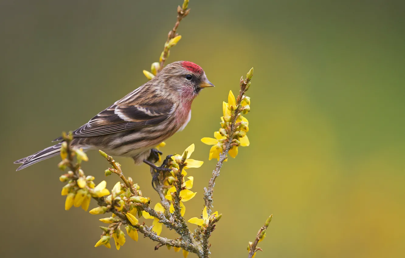 Photo wallpaper flowers, branches, bird, tail, tap dance