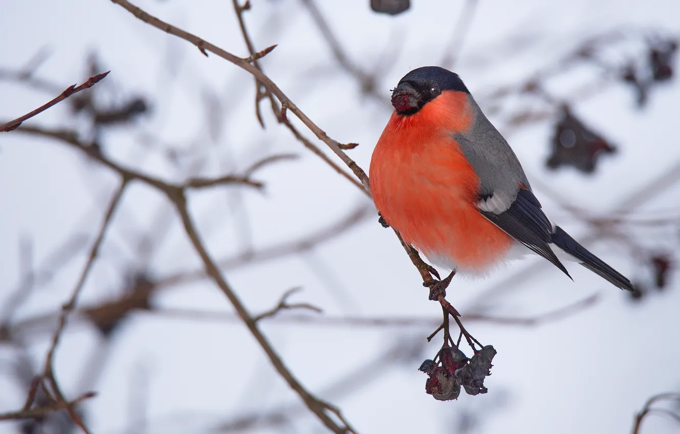 Photo wallpaper bird, bullfinch, winter.nature