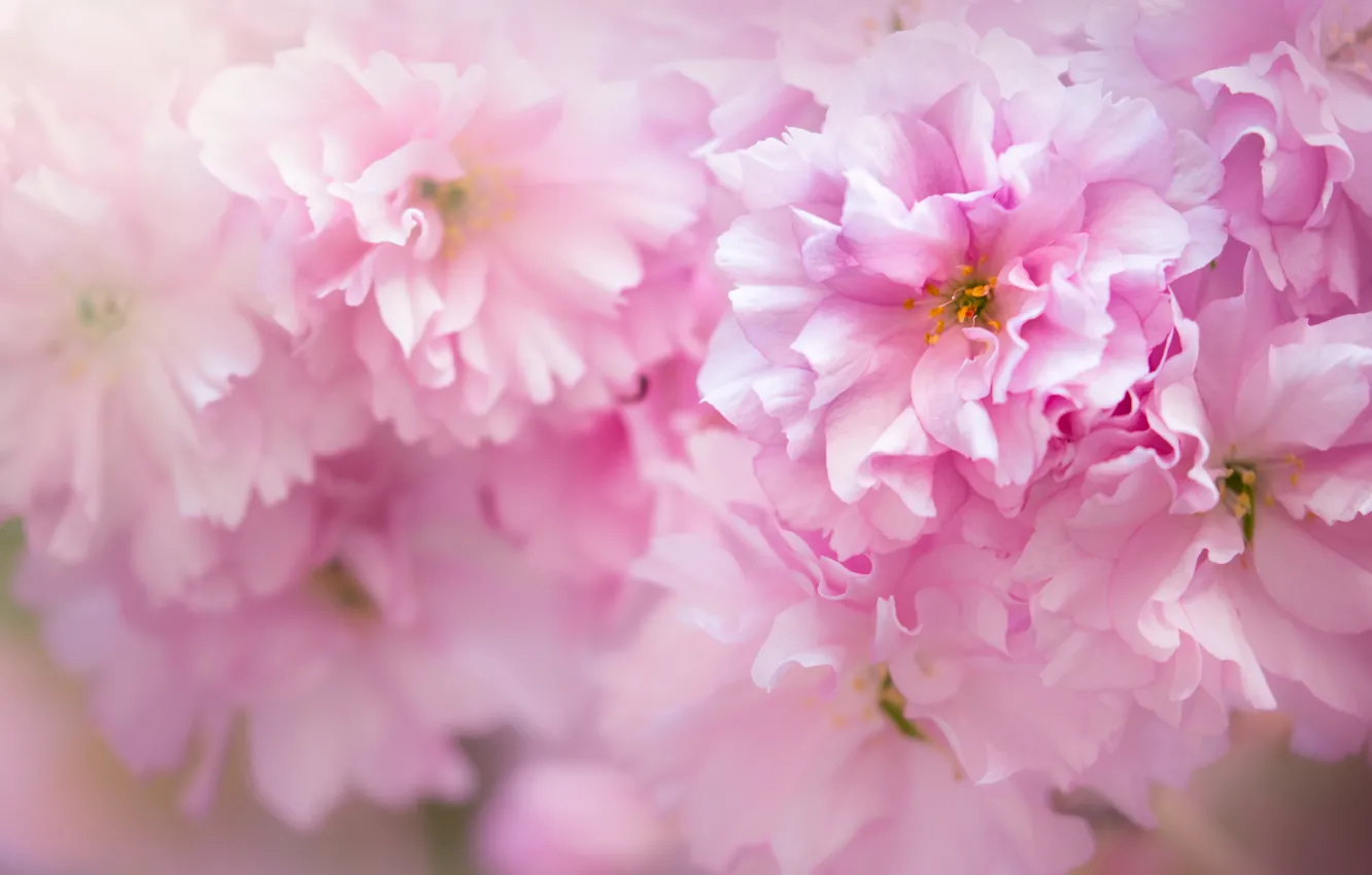 Photo wallpaper macro, Sakura, pink
