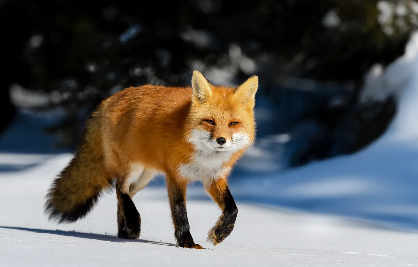 Photo wallpaper winter, forest, the sun, snow, trees, nature, Fox, red
