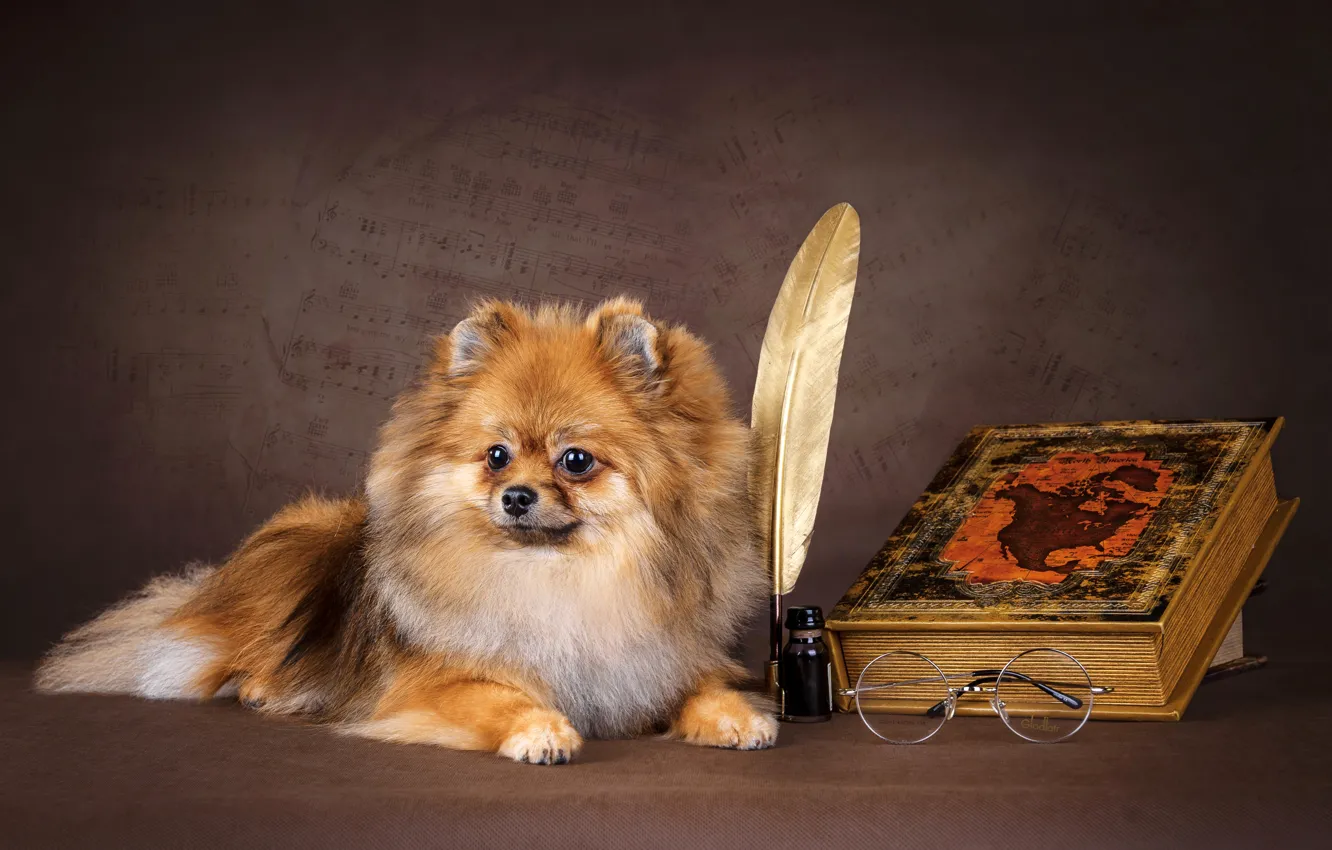 Photo wallpaper dog, fluffy, glasses, book, Spitz