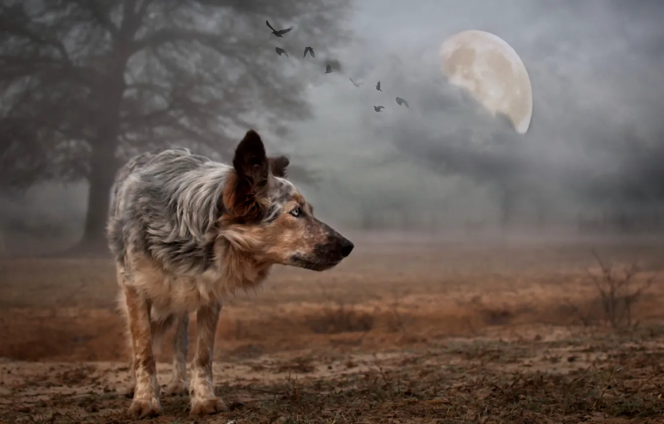 Photo wallpaper background, the moon, dog
