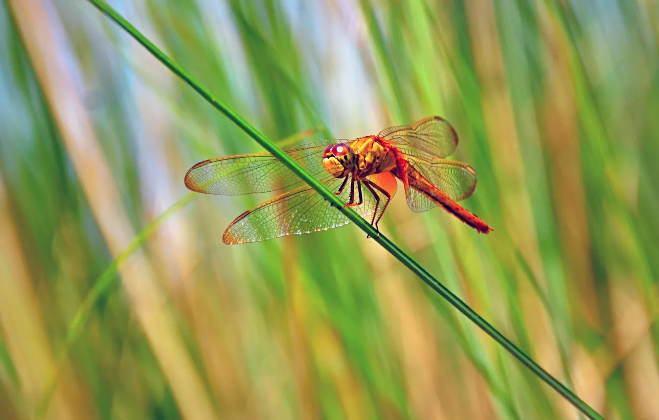 Photo wallpaper grass, macro, light, dragonfly, stem, insect, bokeh
