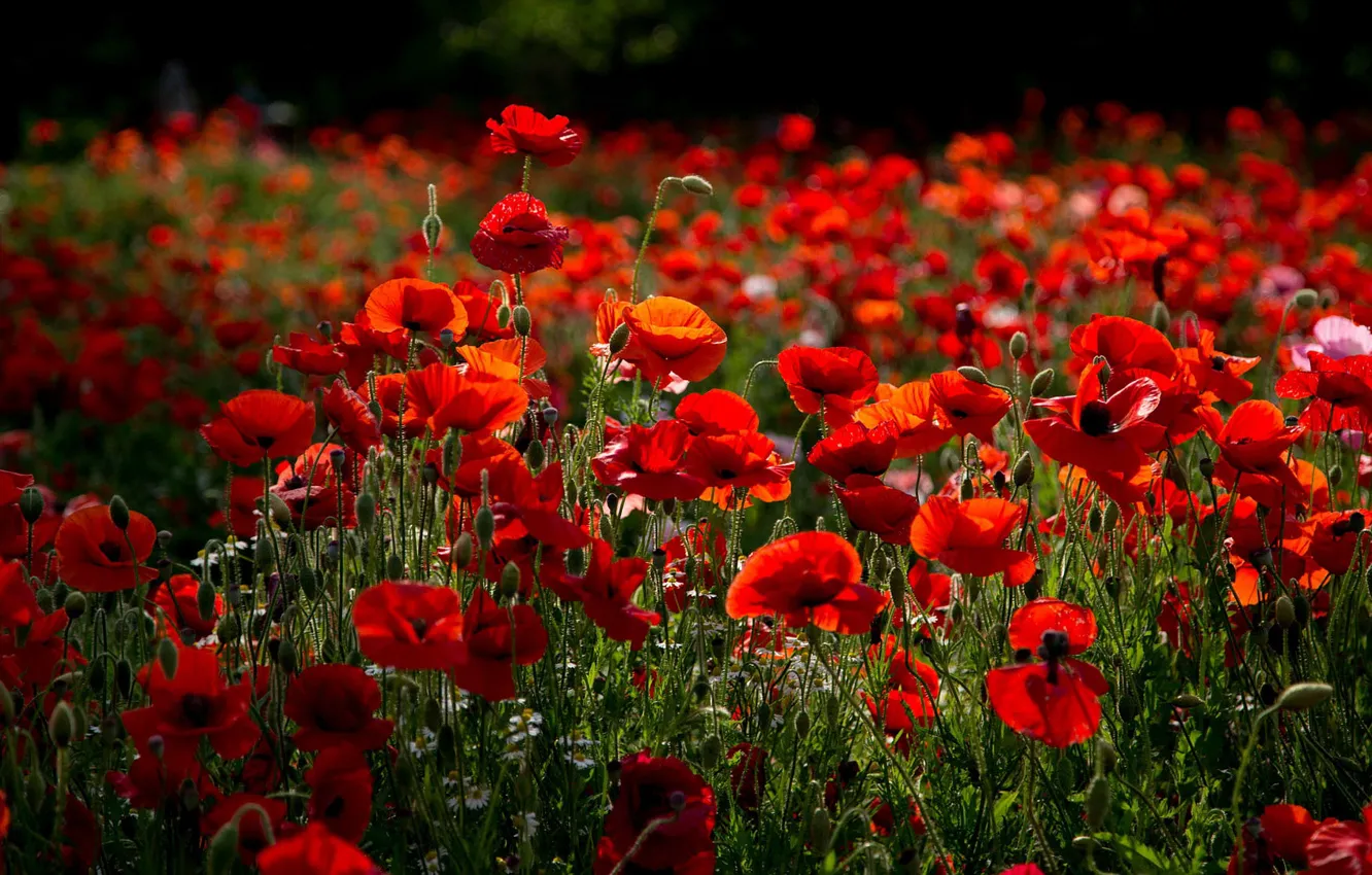 Photo wallpaper summer, flowers, red, Maki, poppy field