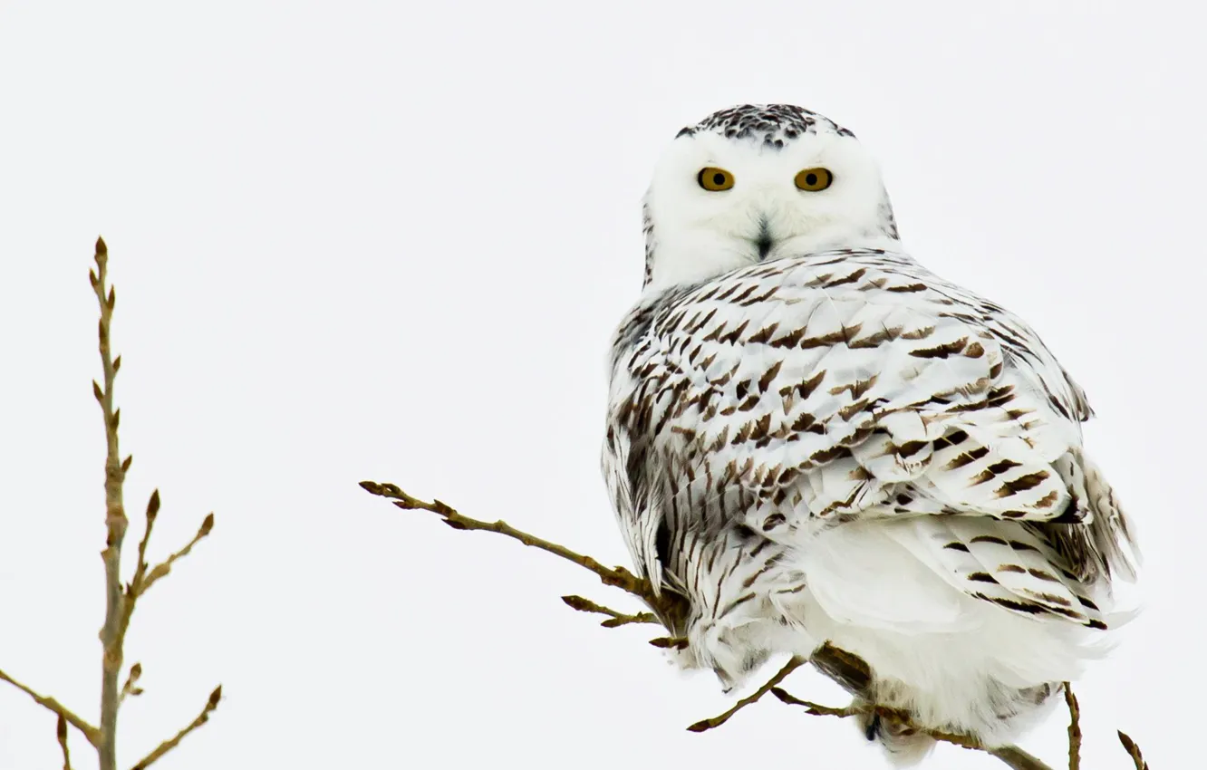 Photo wallpaper branches, owl, bird, owl, birds