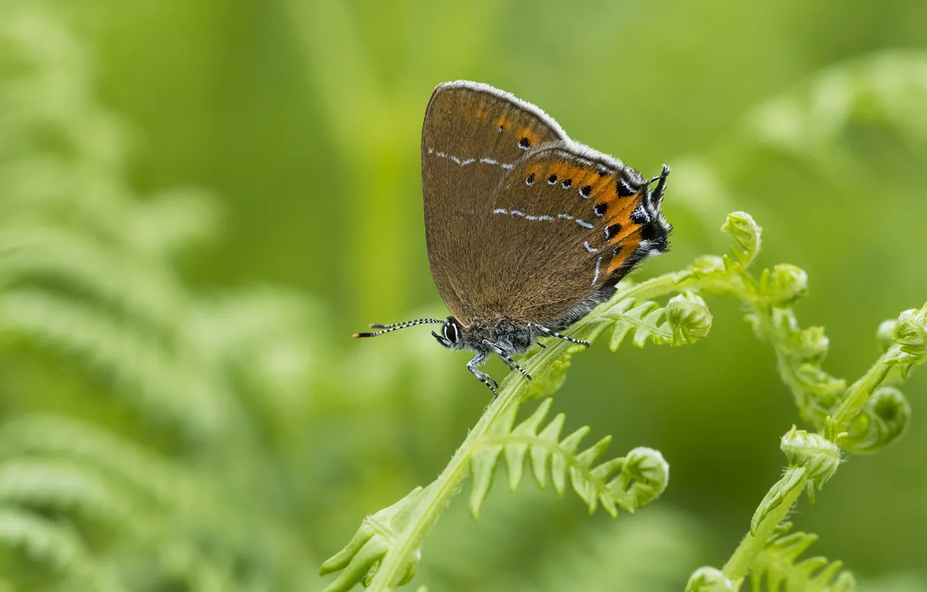 Photo wallpaper macro, butterfly, green background
