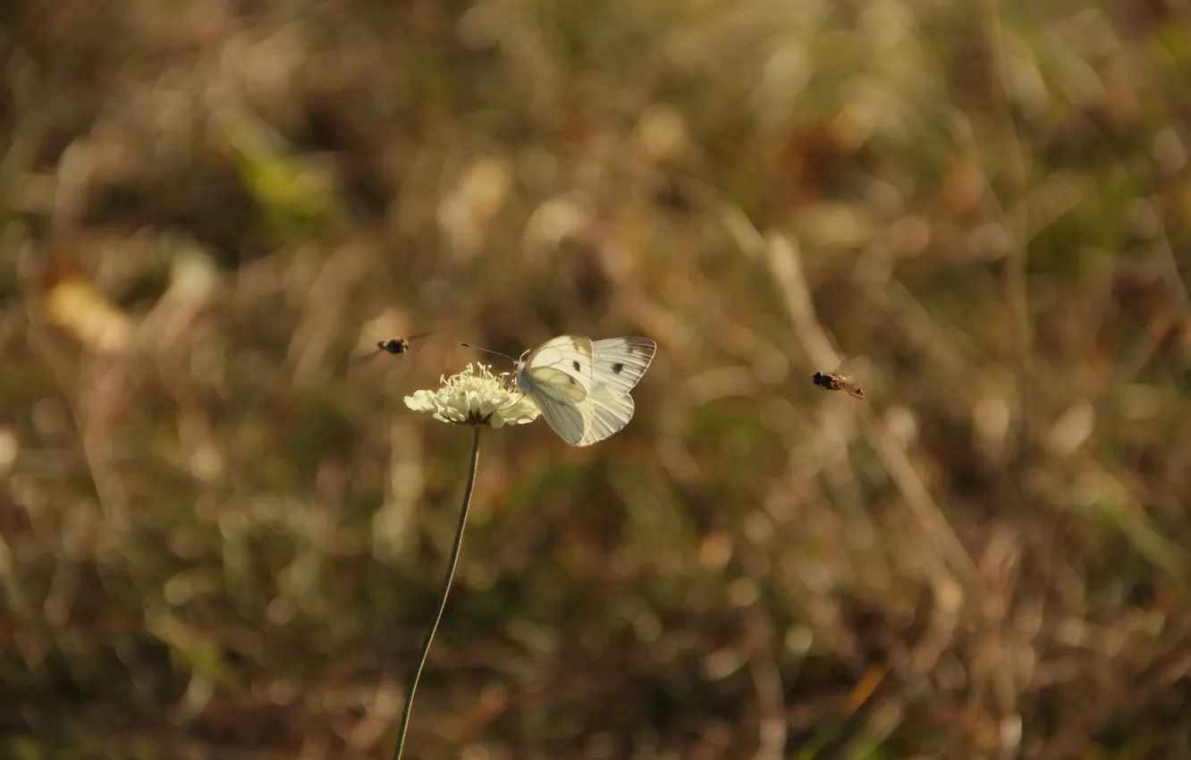 Photo wallpaper butterfly, plant, November, Midge