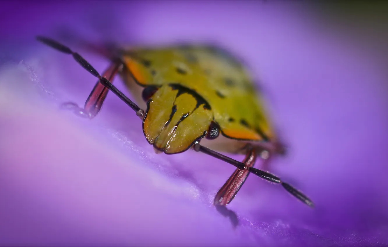 Photo wallpaper beetle, insect, bug