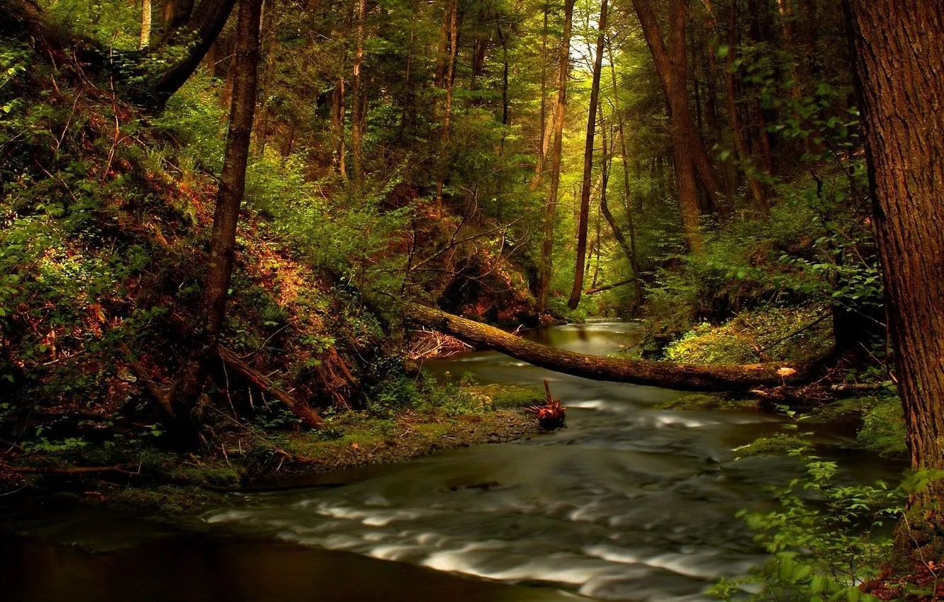Photo wallpaper forest, trees, stream