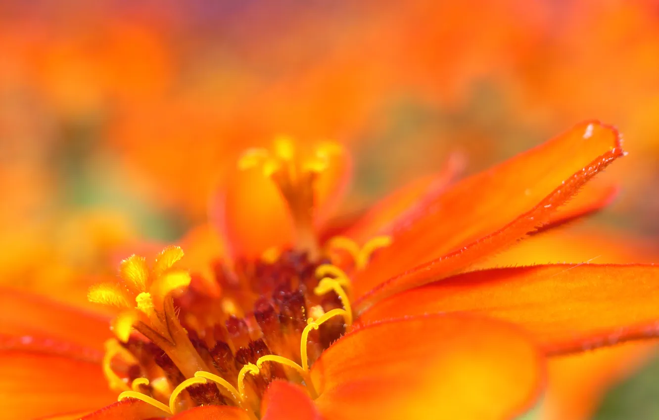 Photo wallpaper flower, macro, background, middle, sweet, warm