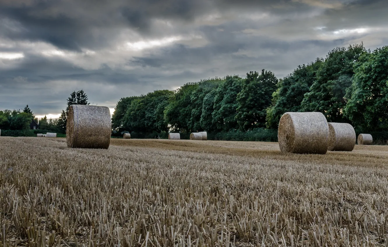 Photo wallpaper field, landscape, hay
