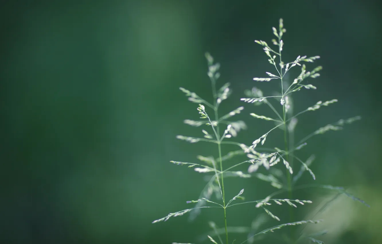 Photo wallpaper greens, grass, nature, green, plant, a blade of grass