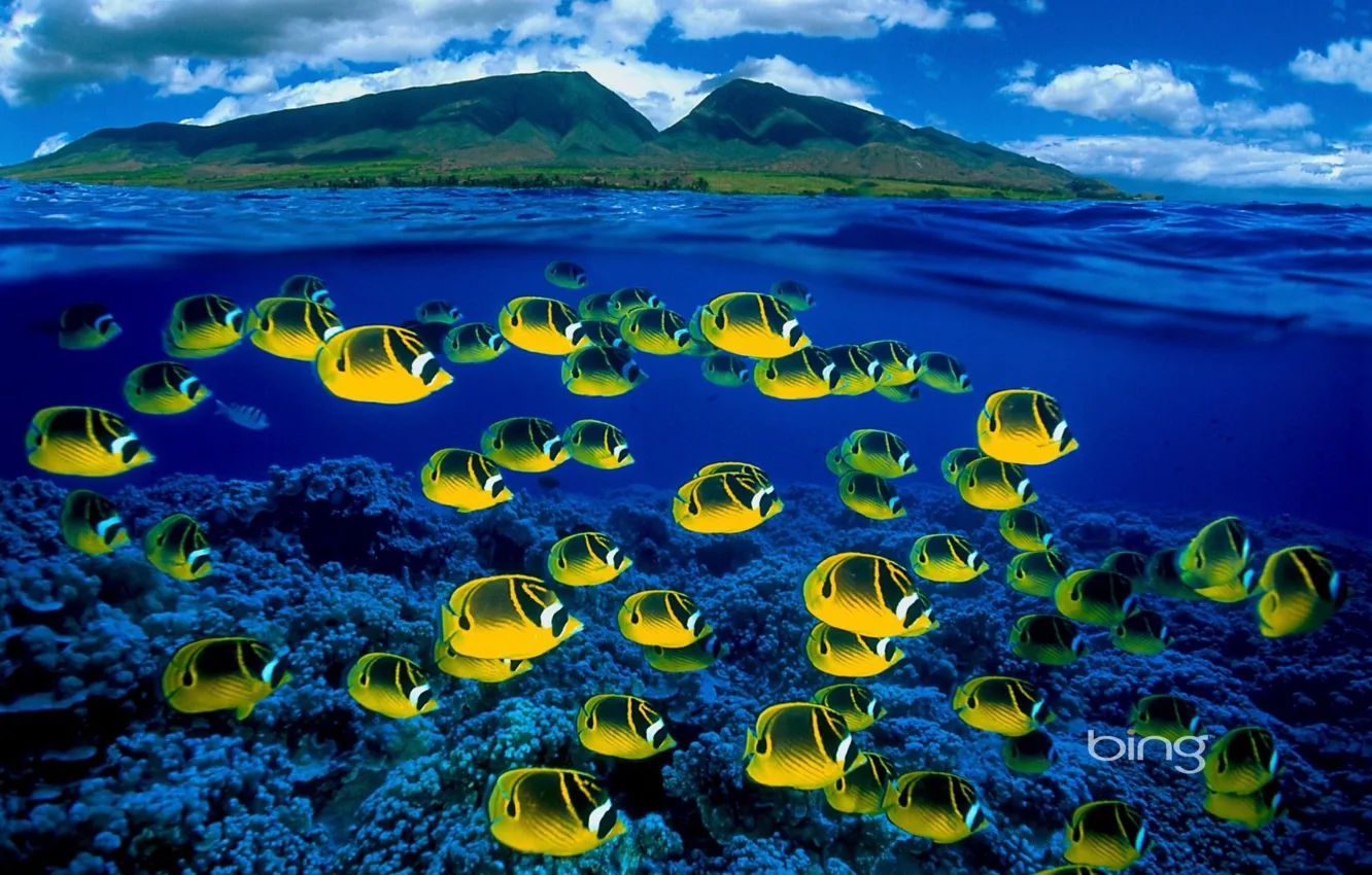 Photo wallpaper sea, fish, Bing