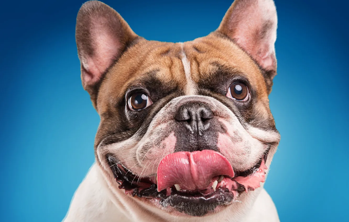 Photo wallpaper language, face, close-up, blue, background, mouth, bulldog