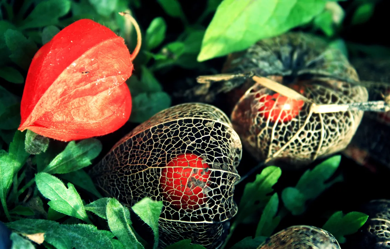 Photo wallpaper flowers, orange, physalis, box