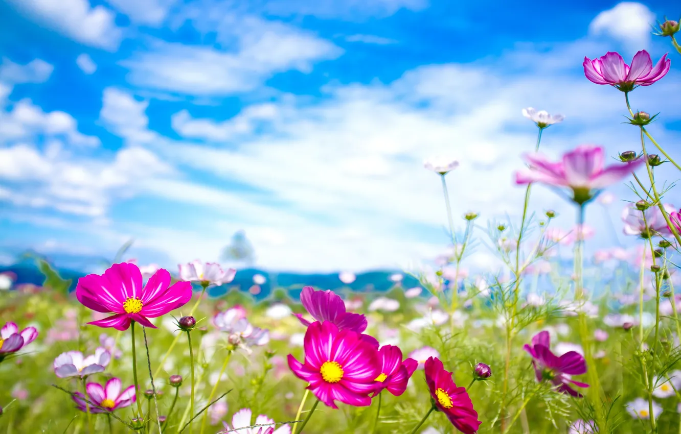 Photo wallpaper summer, flowers, nature