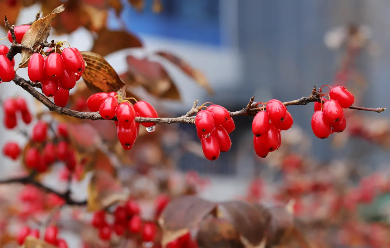 Photo wallpaper autumn, branches, berries, fruit, red, bokeh, barberry