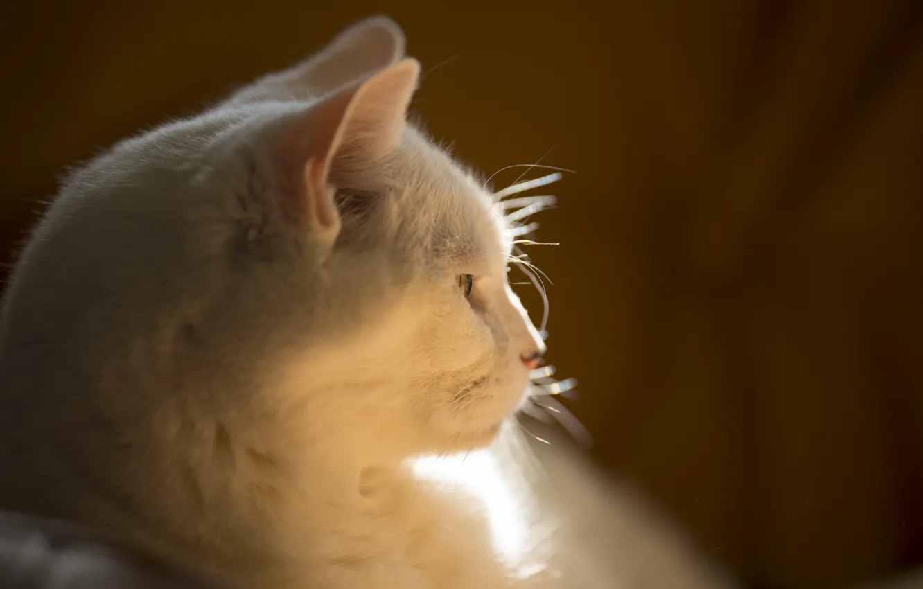 Photo wallpaper cat, stay, white