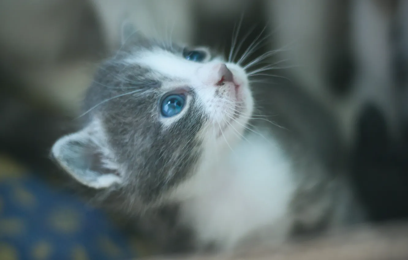 Photo wallpaper kitty, eyes, muzzle, cutie, gray