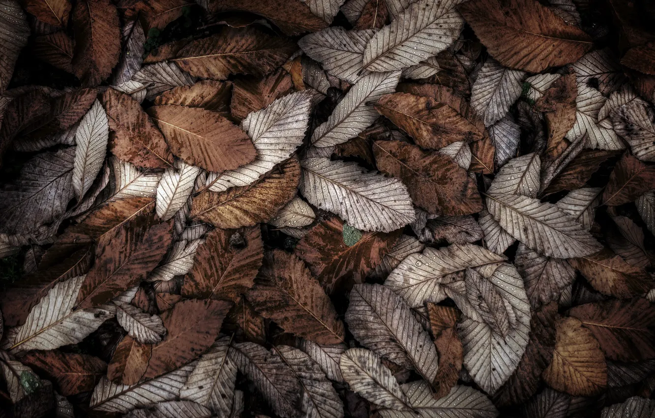 Photo wallpaper leaves, nature, background