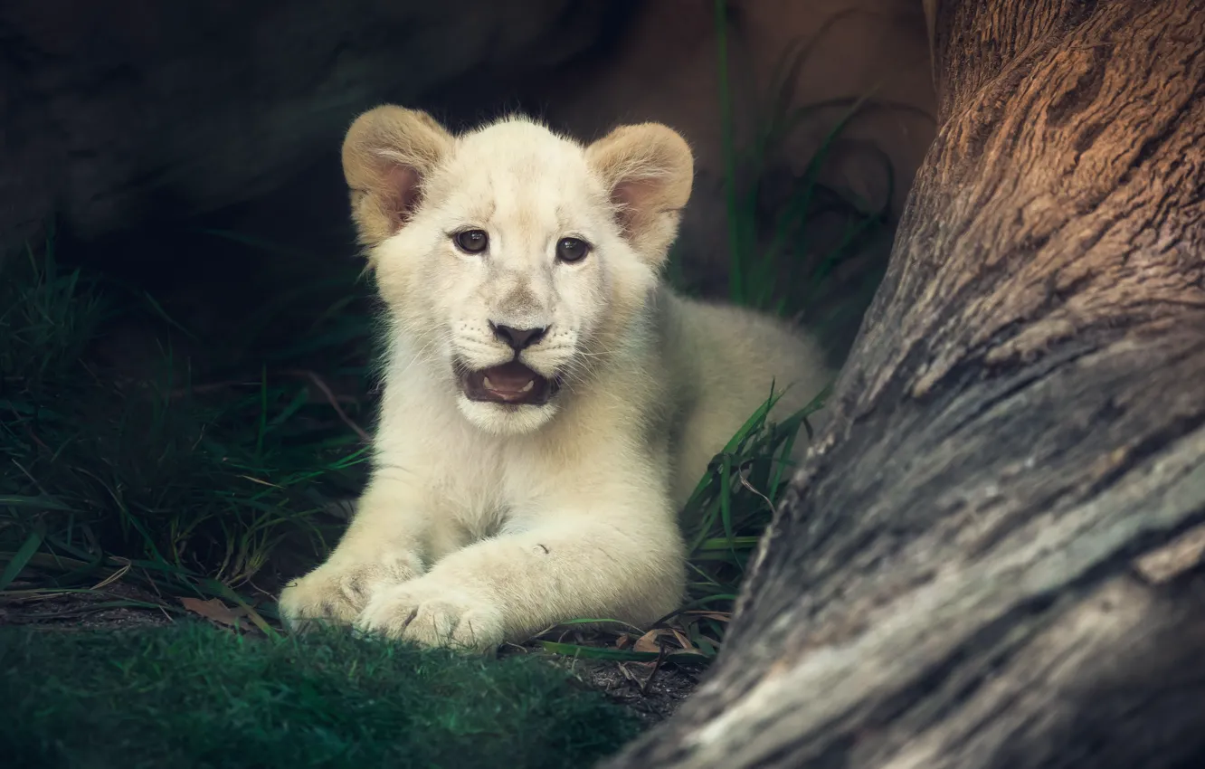 Photo wallpaper white, grass, trees, nature, sweetheart, baby, mouth, lies