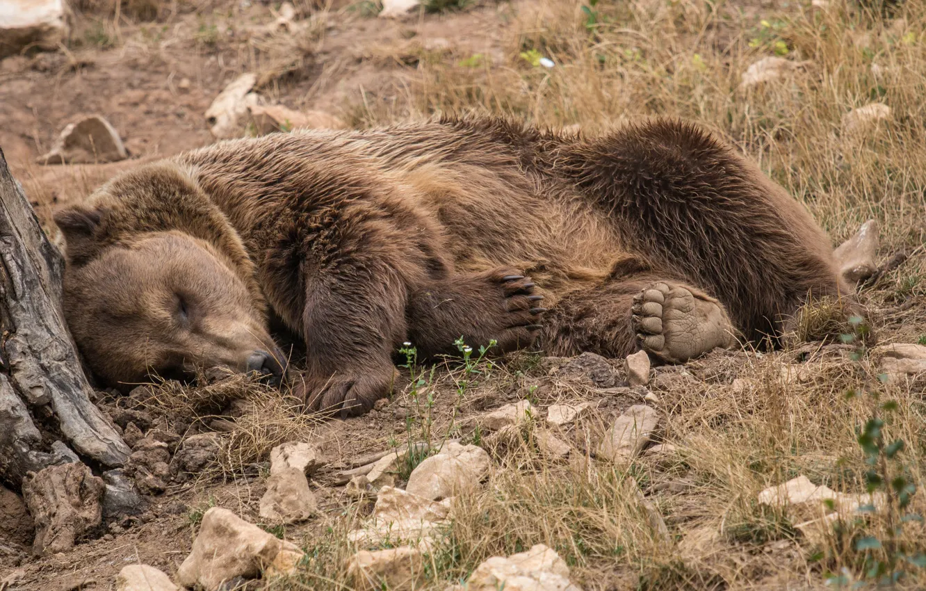 Photo wallpaper nature, stay, sleep, bear