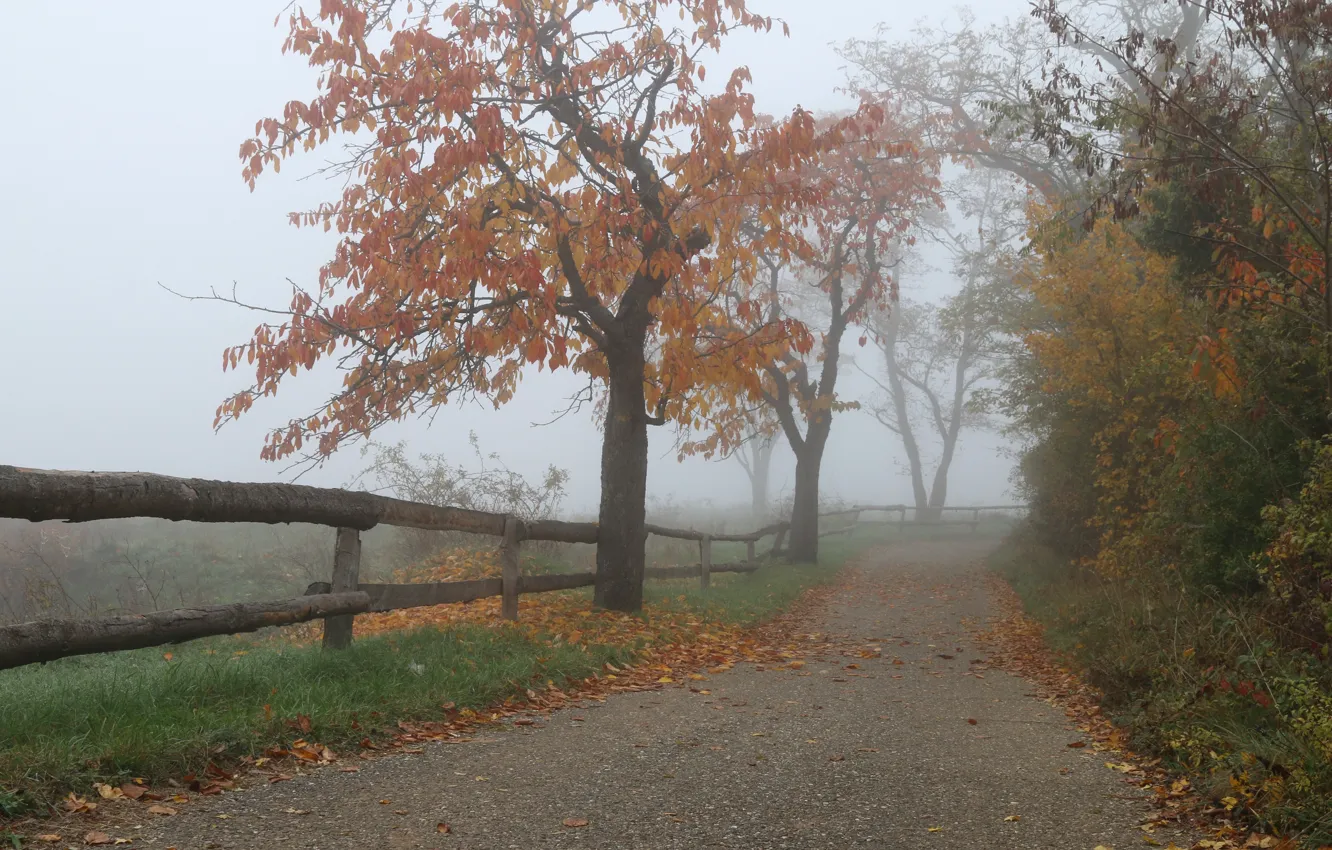 Photo wallpaper Road, Fog, Autumn, Trees, Fall, Foliage, Autumn, Road